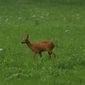 Chevreuils au chalet - 008